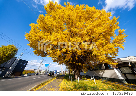 北海道、札幌、信呂、秋葉、黃葉、秋天、銀杏、龍雲寺 北海道、札幌、信呂、秋葉、黃葉、秋天、銀杏、龍雲寺 133539486