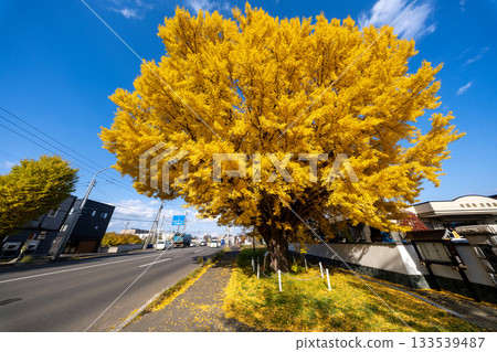 Hokkaido, Sapporo, Shinoro, Autumn leaves, Yellow leaves, Autumn, Ginkgo, Ryuunji Temple Hokkaido, Sapporo, Shinoro, Autumn leaves, Yellow leaves, Autumn, Ginkgo, Ryuunji Temple 133539487