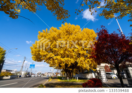 Hokkaido, Sapporo, Shinoro, Autumn leaves, Yellow leaves, Autumn, Ginkgo, Ryuunji Temple Hokkaido, Sapporo, Shinoro, Autumn leaves, Yellow leaves, Autumn, Ginkgo, Ryuunji Temple 133539488