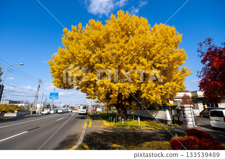 Hokkaido, Sapporo, Shinoro, Autumn leaves, Yellow leaves, Autumn, Ginkgo, Ryuunji Temple Hokkaido, Sapporo, Shinoro, Autumn leaves, Yellow leaves, Autumn, Ginkgo, Ryuunji Temple 133539489