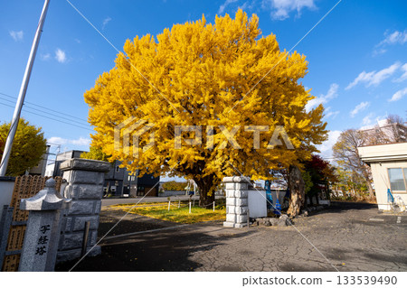 Hokkaido, Sapporo, Shinoro, Autumn leaves, Yellow leaves, Autumn, Ginkgo, Ryuunji Temple Hokkaido, Sapporo, Shinoro, Autumn leaves, Yellow leaves, Autumn, Ginkgo, Ryuunji Temple 133539490