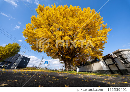 Hokkaido, Sapporo, Shinoro, Autumn leaves, Yellow leaves, Autumn, Ginkgo, Ryuunji Temple Hokkaido, Sapporo, Shinoro, Autumn leaves, Yellow leaves, Autumn, Ginkgo, Ryuunji Temple 133539491