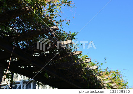 Decaying Pergola Decaying Pergola 133539530