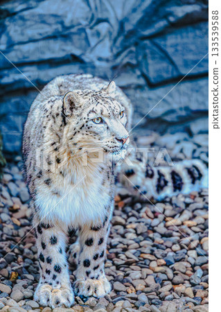Snow leopard's expression and wild presence (Japan Zoo) 133539588