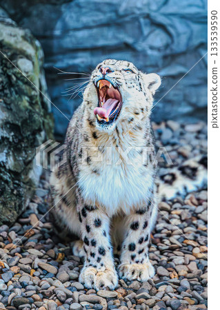 Snow Leopard with a sharp gaze 133539590