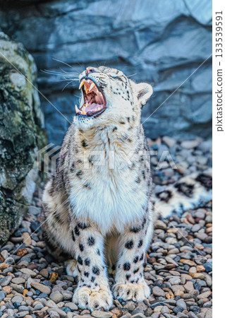 A portrait of the snow leopard, the king of the snowy mountains A portrait of the snow leopard, the king of the snowy mountains 133539591