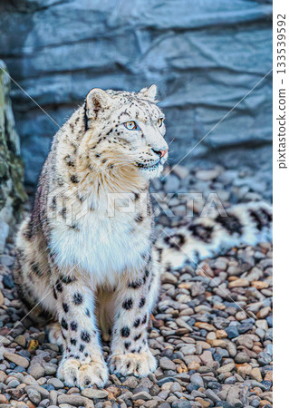 The beautiful sight of a snow leopard (Asahiyama Zoo) 133539592
