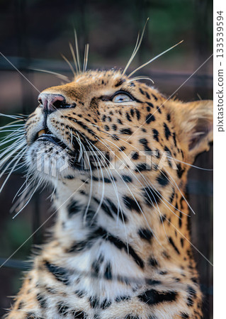 A majestic moment for an Amur leopard (zoo photo) 133539594