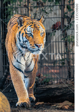 The Impressive Amur Tiger | The Powerful Gaze of Asahiyama Zoo The Impressive Amur Tiger | The Powerful Gaze of Asahiyama Zoo 133539600