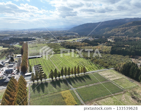 滋賀縣水杉秋葉無人機空拍 133539628