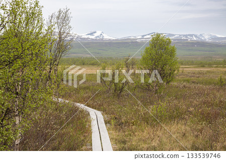 Explore the serene Fokstumyra Nature Reserve in the scenic Dovrefjell mountains of Norway, showcasing vibrant nature in springtime 133539746