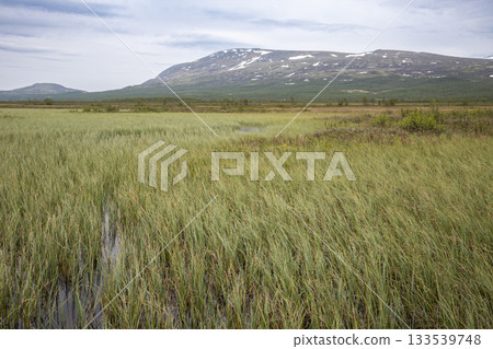 Fokstumyra Nature Reserve in Dovrefjell Mountains features expansive wetlands and diverse plant life during a calm summer day Fokstumyra Nature Reserve in Dovrefjell Mountains features expansive wetlands and diverse plant life during a calm summer day 133539748