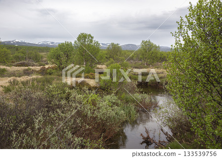 Explore the diverse landscapes of Fokstumyra Nature Reserve in Dovrefjell, Norway during a tranquil spring day Explore the diverse landscapes of Fokstumyra Nature Reserve in Dovrefjell, Norway during a tranquil spring day 133539756