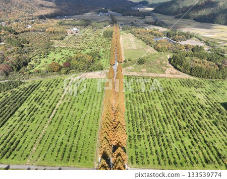 Shiga Prefecture Metasequoia Trees Autumn Leaves Drone Aerial Photography 133539774