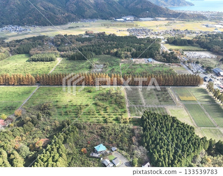Shiga Prefecture Metasequoia Trees Autumn Leaves Drone Aerial Photography 133539783