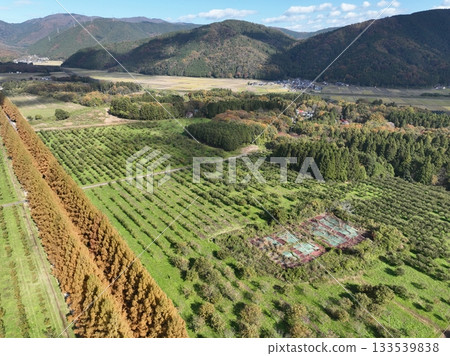 Shiga Prefecture Metasequoia Trees Autumn Leaves Drone Aerial Photography Shiga Prefecture Metasequoia Trees Autumn Leaves Drone Aerial Photography 133539838