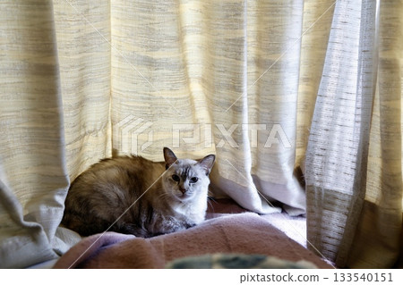 一隻寵物貓慵懶地趴在室內窗簾前,畫面溫馨舒適。 (已獲得主人拍攝許可) 一隻寵物貓慵懶地趴在室內窗簾前,畫面溫馨舒適。 (已獲得主人拍攝許可) 133540151