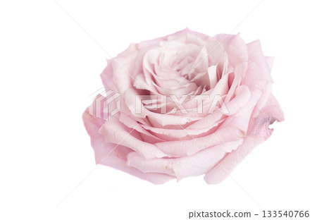 Soft pink rose with textures, Closeup of blush rose with gentle lighting and fine details, Macro shot capturing soft pastel pink petals against luminous white studio setting 133540766