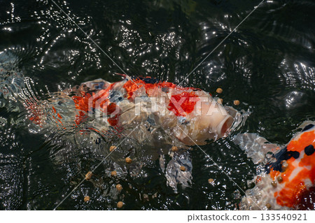 Nishikigoi carp swimming gracefully in a pond Nishikigoi carp swimming gracefully in a pond 133540921