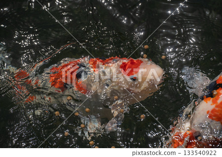 Nishikigoi carp swimming gracefully in a pond Nishikigoi carp swimming gracefully in a pond 133540922