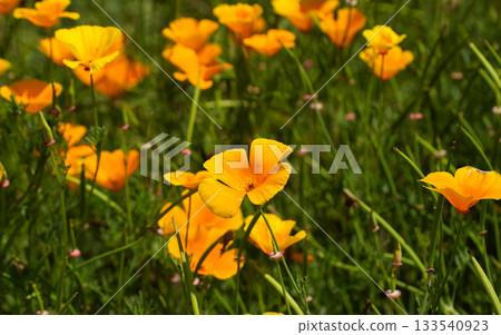 Poppies blooming in a park in early summer Poppies blooming in a park in early summer 133540923