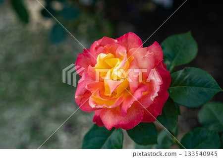 Roses bloom gracefully in early summer Roses bloom gracefully in early summer 133540945