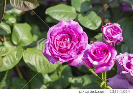 Dark pink roses Dark pink roses 133541034