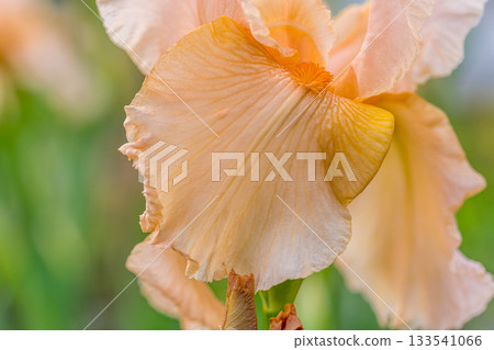 春天的色彩～德國鳶尾～ 133541066