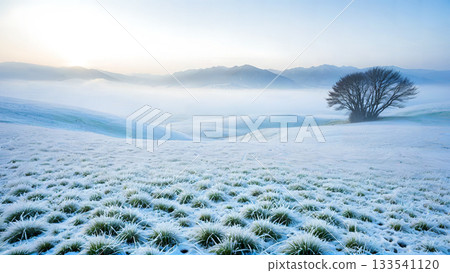 A lone tree in the mist: a tranquil scene of frosty winter hills 133541120