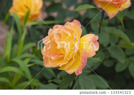 Beautiful roses Beautiful roses 133541323