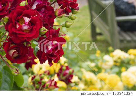 Red roses blooming in the park Red roses blooming in the park 133541324