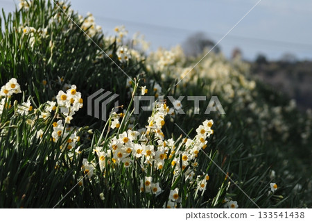 一月,山坡上盛開著水仙花 一月,山坡上盛開著水仙花 133541438