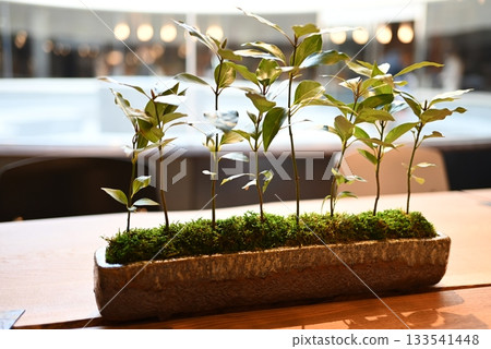 Potted plants on a table Potted plants on a table 133541448