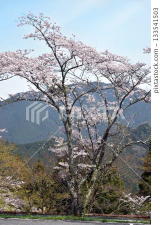 丹山神社托諾米內停車場的櫻花 丹山神社托諾米內停車場的櫻花 133541503