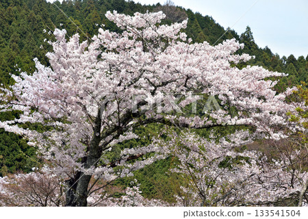 丹山神社托諾米內停車場的櫻花 丹山神社托諾米內停車場的櫻花 133541504