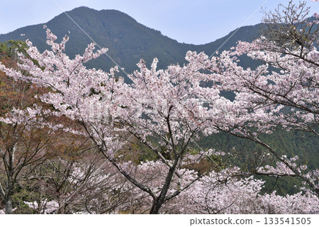 丹山神社托諾米內停車場的櫻花 133541505