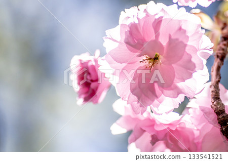 美麗的重瓣櫻花 美麗的重瓣櫻花 133541521