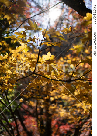 A golden autumn leaves 133541552