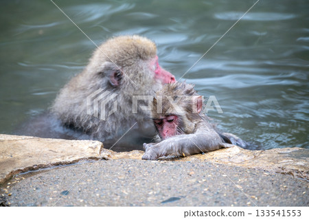 長野縣地獄谷猴園的雪猴 133541553