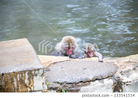 長野縣地獄谷猴園的雪猴 133541554