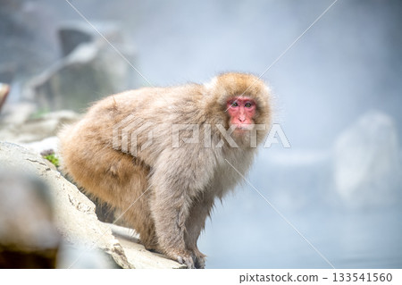 Snow monkeys at Jigokudani Monkey Park in Nagano Prefecture 133541560
