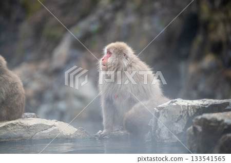 Snow monkeys at Jigokudani Monkey Park in Nagano Prefecture Snow monkeys at Jigokudani Monkey Park in Nagano Prefecture 133541565