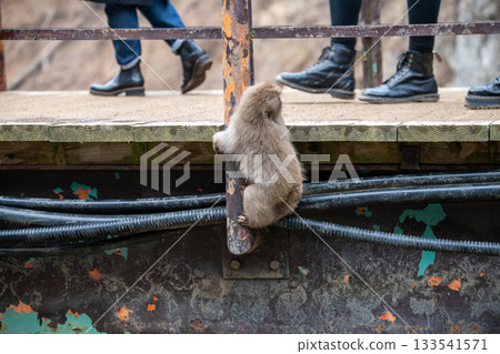 長野縣地獄谷猴園的雪猴 133541571