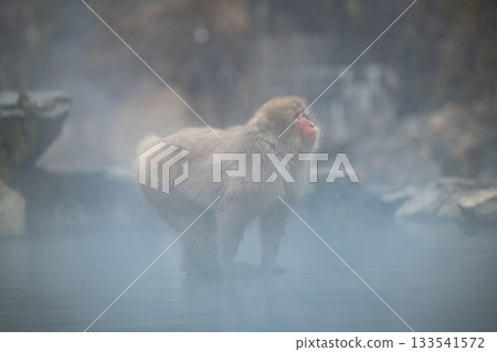 Snow monkeys at Jigokudani Monkey Park in Nagano Prefecture Snow monkeys at Jigokudani Monkey Park in Nagano Prefecture 133541572