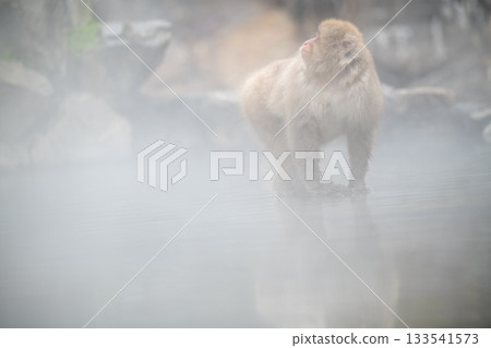 長野縣地獄谷猴園的雪猴 133541573