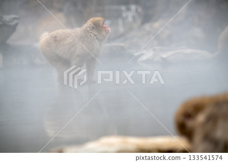 Snow monkeys at Jigokudani Monkey Park in Nagano Prefecture Snow monkeys at Jigokudani Monkey Park in Nagano Prefecture 133541574