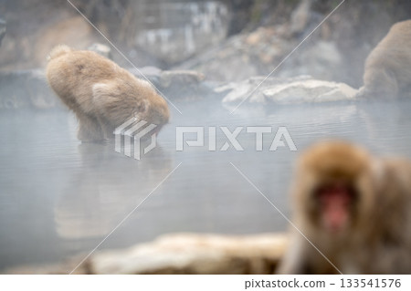 長野縣地獄谷猴園的雪猴 133541576