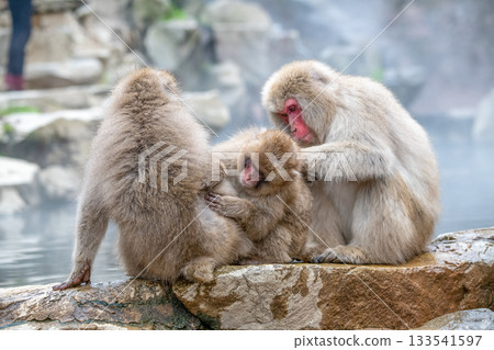 Snow monkeys at Jigokudani Monkey Park in Nagano Prefecture 133541597