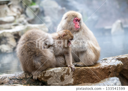 長野縣地獄谷猴園的雪猴 長野縣地獄谷猴園的雪猴 133541599