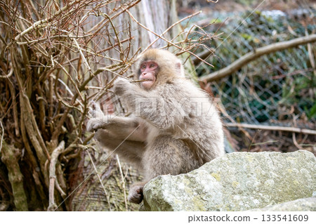 長野縣地獄谷猴園的雪猴 133541609